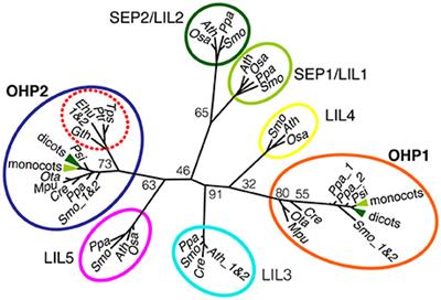 Small One-Helix Proteins Are Essential for Photosynthesis in Arabidopsis